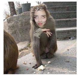 猴子抖音爆料视频大全,猴子爆料视频大全精彩瞬间汇总