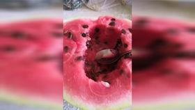 最新七夕吃瓜爆料,明星情侣幕后秘闻大揭秘